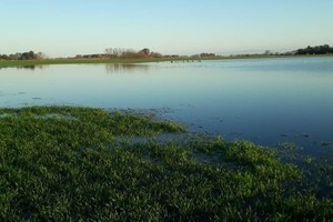 Río Negro, Entre Ríos y Buenos Aires: zonas bajo emergencia agropecuaria por eventos climáticos