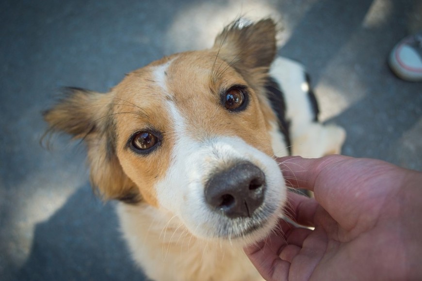 Momento de calma y conexión entre humanos y animales en la ciudad.