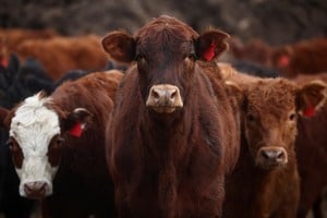 FILE PHOTO: A view of cattle in a ranch in San Antonio de Areco, on the outskirts of Buenos Aires, Argentina June  7, 2024. REUTERS/Tomas Cuesta/File Photo