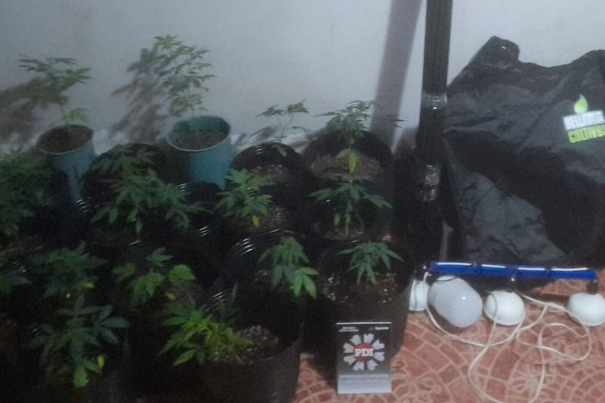 Además de cocaína y marihuana, fueron incautadas varias plantas de cannabis. Foto: El Litoral