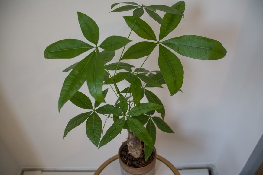 Pachira aquatica, un toque verde que inspira confianza y equilibrio.