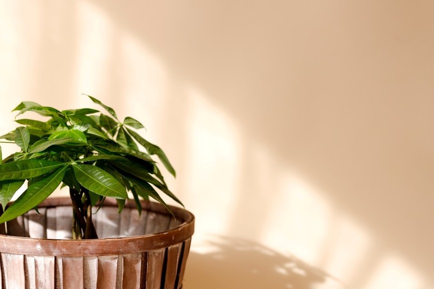 Energía positiva y decoración con la clásica Pachira aquatica.