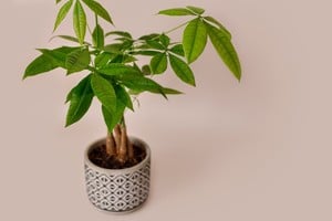 Una Pachira aquatica en oficina moderna, símbolo de energía positiva y productividad.