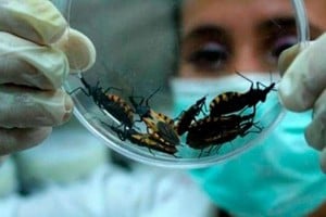 Se estima que hoy viven más de 55.000 personas con enfermedad de Chagas en el mundo.