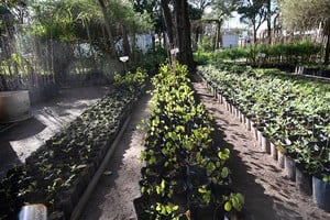 Fondos para Suardi: ampliarán la forestación en los barrios más nuevos
