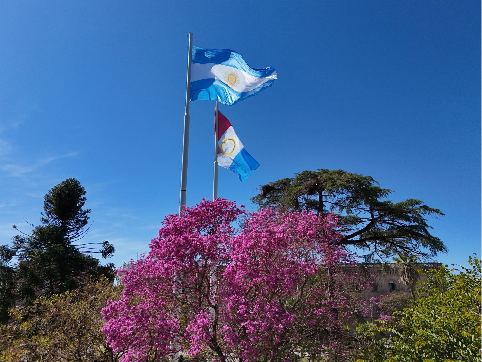 La "supremacía estética" del lapacho ya tiñe de rosado las avenidas y los parques de Santa Fe