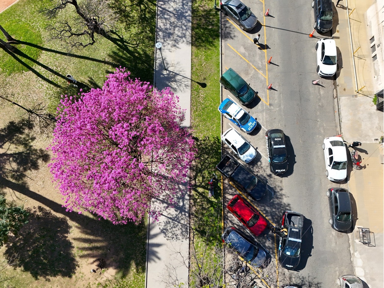 La "supremacía estética" del lapacho ya tiñe de rosado las avenidas y los parques de Santa Fe