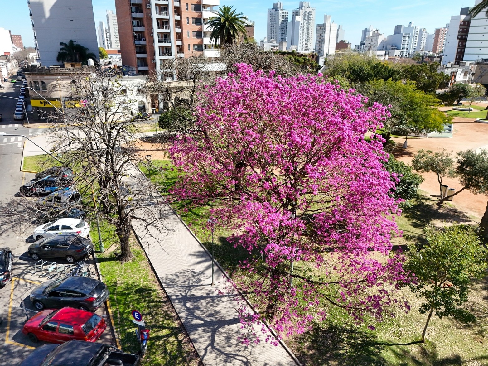 La "supremacía estética" del lapacho ya tiñe de rosado las avenidas y los parques de Santa Fe