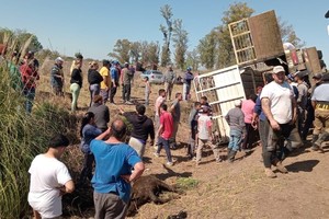Decenas de curiosos y pobladores rodean la escena, algunos trasladando animales en vehículos propios.