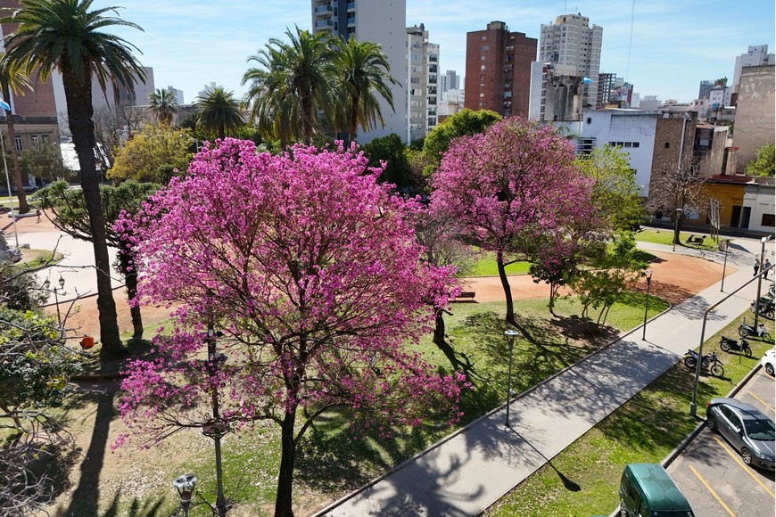 Desde el drone de El Litoral: llegó la temporada de lapachos en Santa Fe