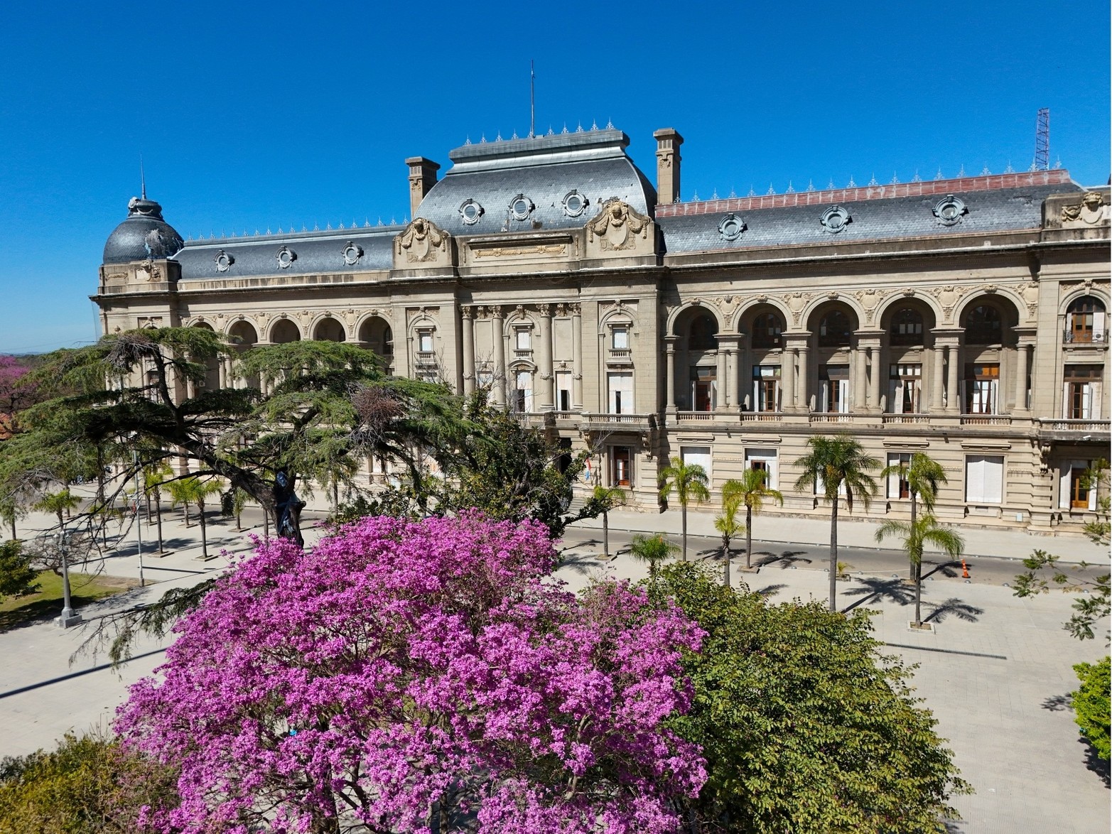 La "supremacía estética" del lapacho ya tiñe de rosado las avenidas y los parques de Santa Fe
