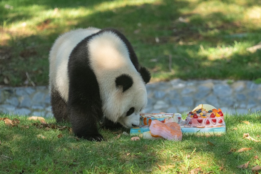 (250912) -- WASHINGTON, 12 septiembre, 2025 (Xinhua) -- La panda gigante Qing Bao come el pastel de cumpleaños durante la celebración de su cuarto cumpleaños en el Zoológico Nacional Smithsonian, en Washington D.C., Estados Unidos, el 12 de septiembre de 2025. (Xinhua/Hu Yousong) (jg) (da) (vf)