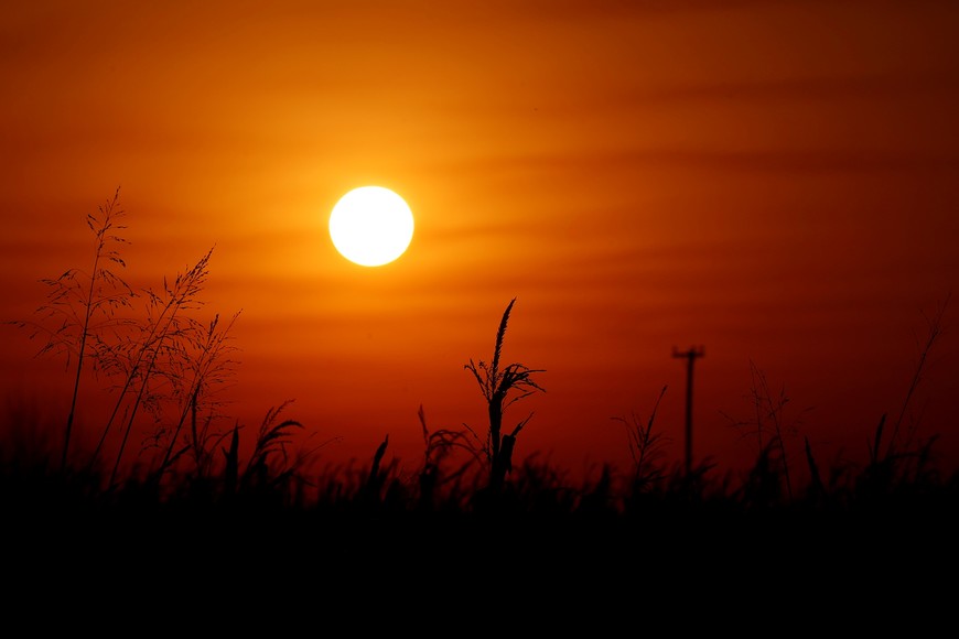 Corn plants are seen at sunset in a farm near Pergamino during the spread of the coronavirus disease (COVID-19), Argentina July 4, 2020. REUTERS/Agustin Marcarian