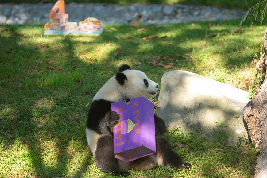 (250912) -- WASHINGTON, 12 septiembre, 2025 (Xinhua) -- La panda gigante Qing Bao juega con regalos de cumpleaños durante la celebración de su cuarto cumpleaños en el Zoológico Nacional Smithsonian, en Washington D.C., Estados Unidos, el 12 de septiembre de 2025. (Xinhua/Hu Yousong) (jg) (da) (vf)