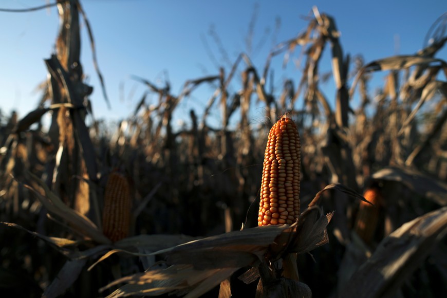 Corn plants are seen on a farmland in Chivilcoy, on the outskirts of Buenos Aires, Argentina April 8, 2020. Picture taken April 8, 2020. REUTERS/Agustin Marcarian
