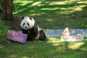 (250912) -- WASHINGTON, 12 septiembre, 2025 (Xinhua) -- La panda gigante Qing Bao juega con regalos de cumpleaños durante la celebración de su cuarto cumpleaños en el Zoológico Nacional Smithsonian, en Washington D.C., Estados Unidos, el 12 de septiembre de 2025. (Xinhua/Hu Yousong) (jg) (da) (vf)
