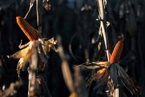 Corn plants are seen on a farmland in Chivilcoy, on the outskirts of Buenos Aires, Argentina April 8, 2020. Picture taken April 8, 2020. REUTERS/Agustin Marcarian