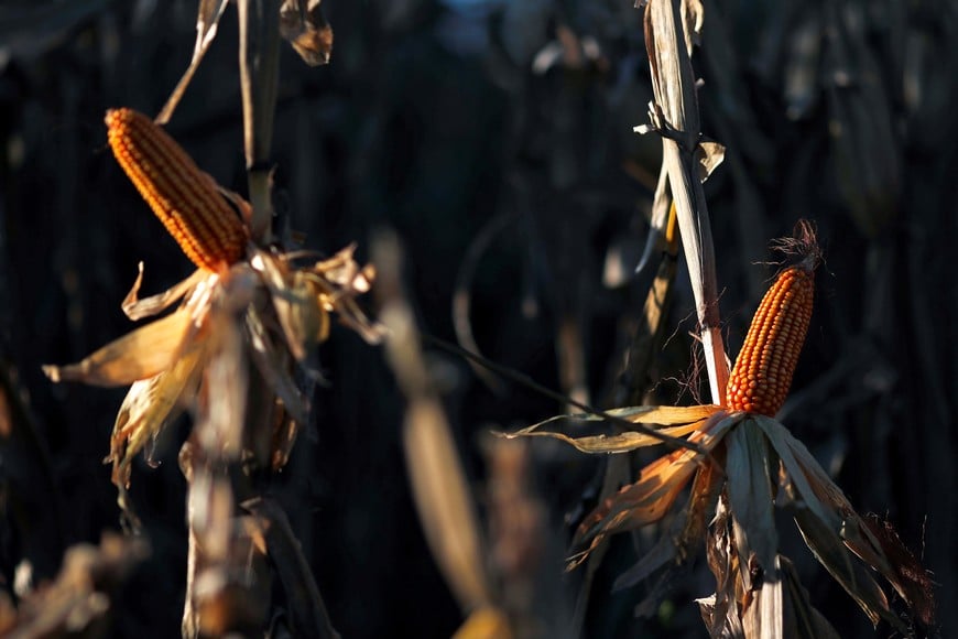 Corn plants are seen on a farmland in Chivilcoy, on the outskirts of Buenos Aires, Argentina April 8, 2020. Picture taken April 8, 2020. REUTERS/Agustin Marcarian