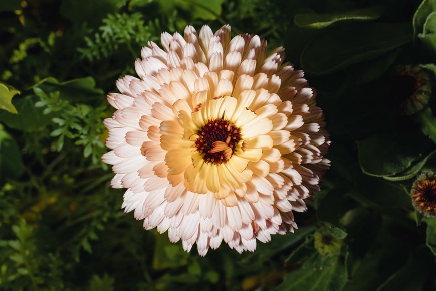 Crisantemo: oculta compuestos que generan molestias digestivas y cutáneas.