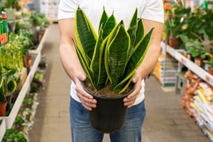 Dieffenbachia: sus hojas  esconden cristales tóxicos que pueden causar  dificultad para tragar.