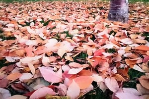 "Debajo de la superficie crujiente de hojas secas está el hogar de los insectos...(fragmento de un poema de Bárbara Korol)".