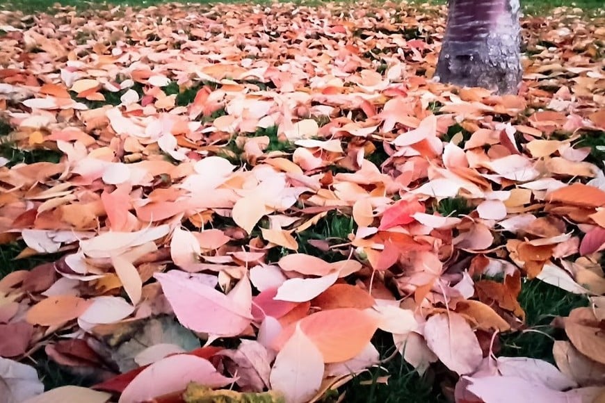 "Debajo de la superficie crujiente de hojas secas está el hogar de los insectos...(fragmento de un poema de un lector)".