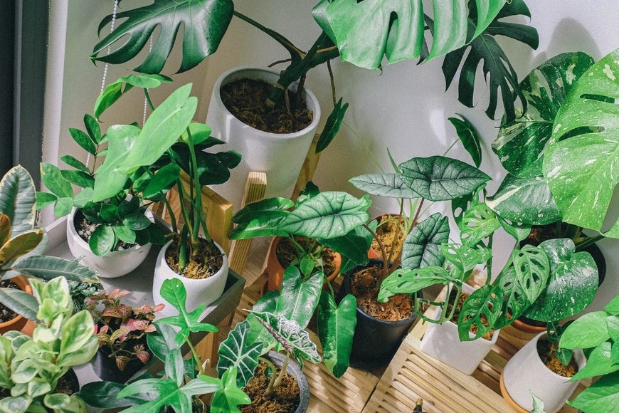 Con la información adecuada, es posible disfrutar de un ambiente verde sin sorpresas desagradables.