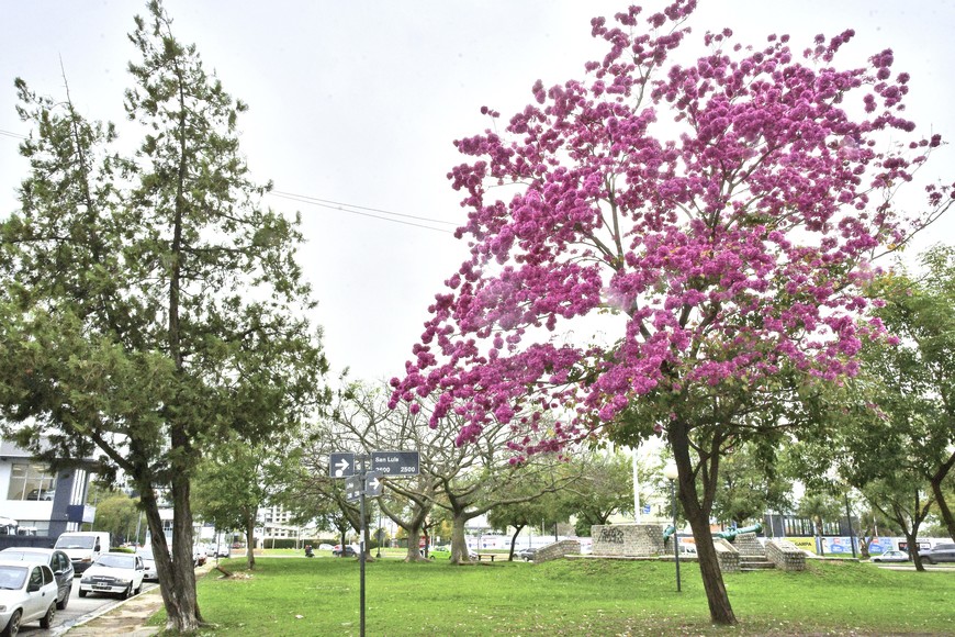 Crédito: Luis Cetraro