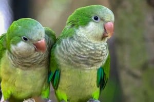 Se conformó una mesa de trabajo para tratar la problemática de los cultivos afectados por las aves