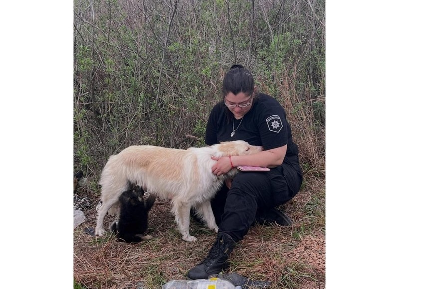 Los cachorros, ahora a resguardo en un campo de un empleado policial.