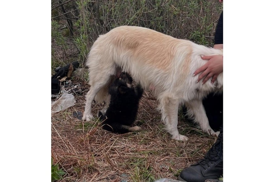 La estrategia con un cachorro como señuelo permitió salvar a la madre en plena autopista.