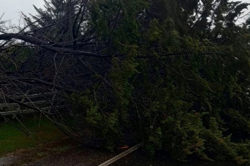 Otro árbol cayó sobre la ruta 11