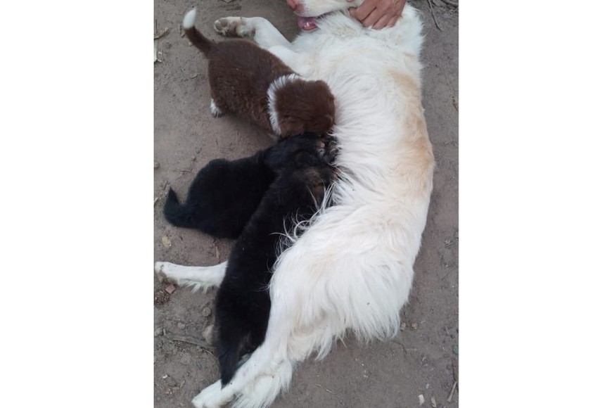 La perra rescatada junto a uno de sus cachorros, tras el emotivo reencuentro.