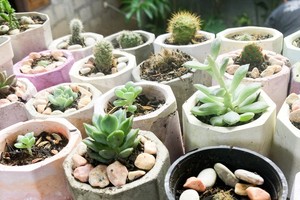 Diferentes tipos de piedras aportan drenaje y estabilidad al sustrato.