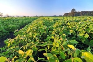El clima juega a favor: reservas altas, lluvias recurrentes y una Niña de bajo impacto.