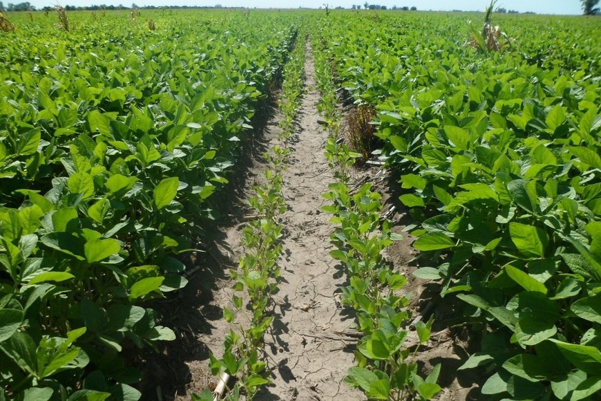 Imagen ilustrativa. El gobierno eliminó las retenciones.