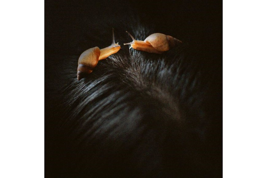 Portada del single “Las dueñas de las orquídeas”, de Candela Fernández, con fotografía de Ana Pola Ponce