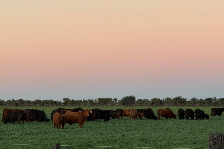 Cabaña San Juan S.A., de la familia Rostagno alcanzó uno de los logros más codiciados dentro de la ganadería nacional: su toro fue elegido Gran Campeón Macho Brangus en la ExpoBra 2025