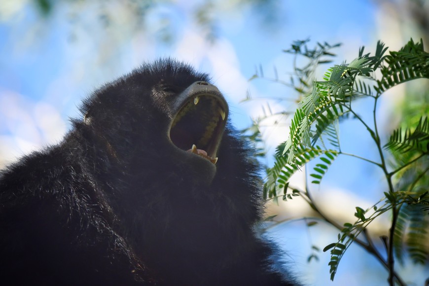 El arroyo Menelli tiene selvas en galería con monos y yacarés que asoman al sol en las orillas.

Pablo Rodas (gentileza).