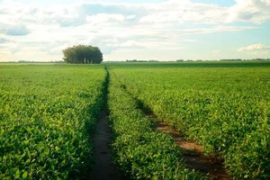 Hace cinco años que la siembra de soja no comenzaba con agua