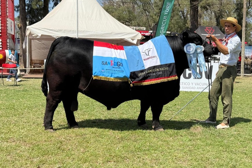 Cabaña San Juan S.A., de la familia Rostagno alcanzó uno de los logros más codiciados dentro de la ganadería nacional: su toro fue elegido Gran Campeón Macho Brangus en la ExpoBra 2025