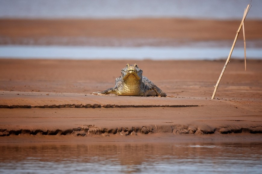 El arroyo Menelli tiene selvas en galería con monos y yacarés que asoman al sol en las orillas.

Pablo Rodas (gentileza).
