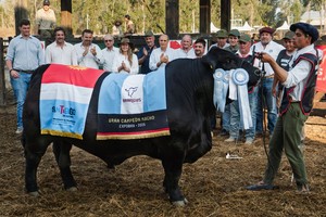 Cabaña San Juan S.A., de la familia Rostagno alcanzó uno de los logros más codiciados dentro de la ganadería nacional: su toro fue elegido Gran Campeón Macho Brangus en la ExpoBra 2025