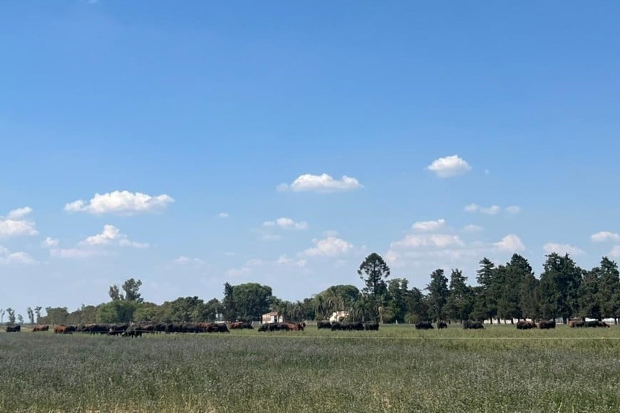 Cabaña San Juan S.A., de la familia Rostagno alcanzó uno de los logros más codiciados dentro de la ganadería nacional: su toro fue elegido Gran Campeón Macho Brangus en la ExpoBra 2025