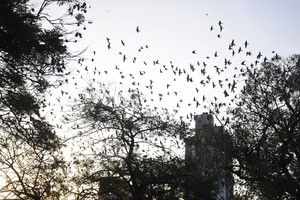 En la Plaza España, empiezan a mostrarse estas aves en su febril aleteo. Crédito: Manuel Fabatía