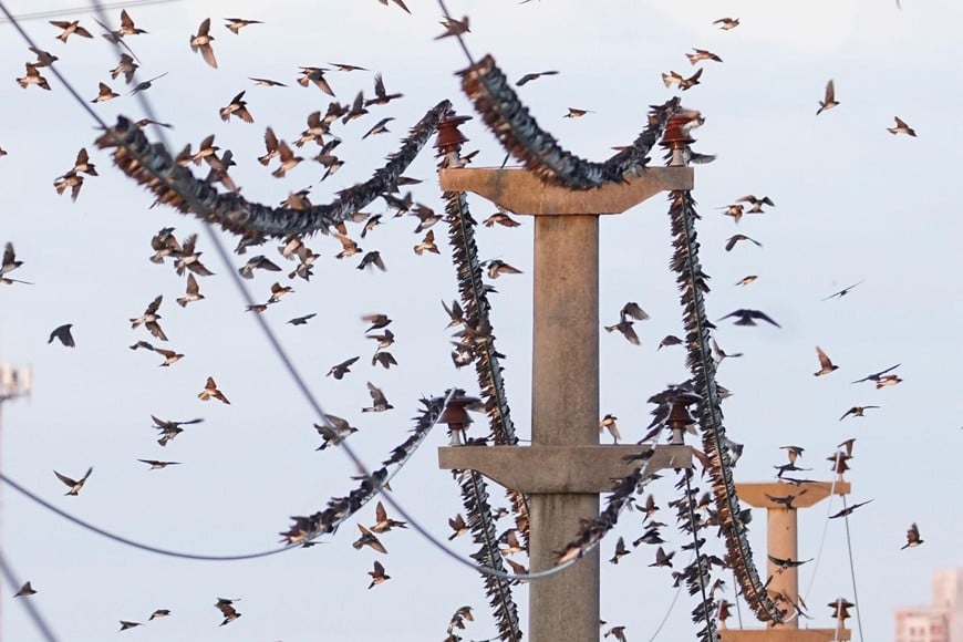 Buscan huecos naturales o artificiales para poder criar a sus pichones.