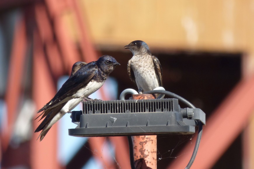 Ejemplares de golondrinas domésticas (progne chalybea).
