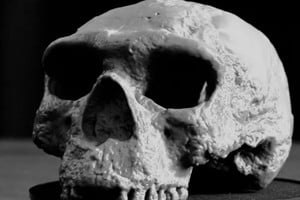 El cráneo tiene un millón de años pero tiene algunas características modernas. En la imagen, una réplica.