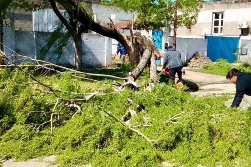 Ejemplares de grandes dimensiones no resistieron el embate del fuerte viento. Foto: MVT