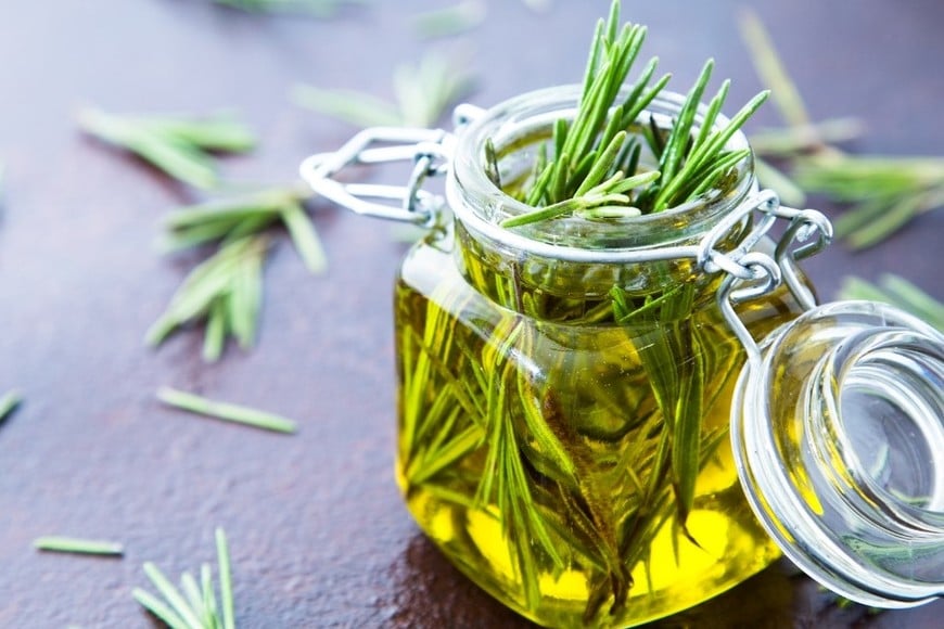 Al hervir una ramita, esta planta libera aceites esenciales